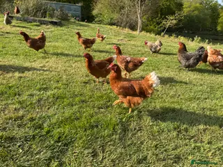 Chickens poultry POL Warren hens for sale - Advert 19