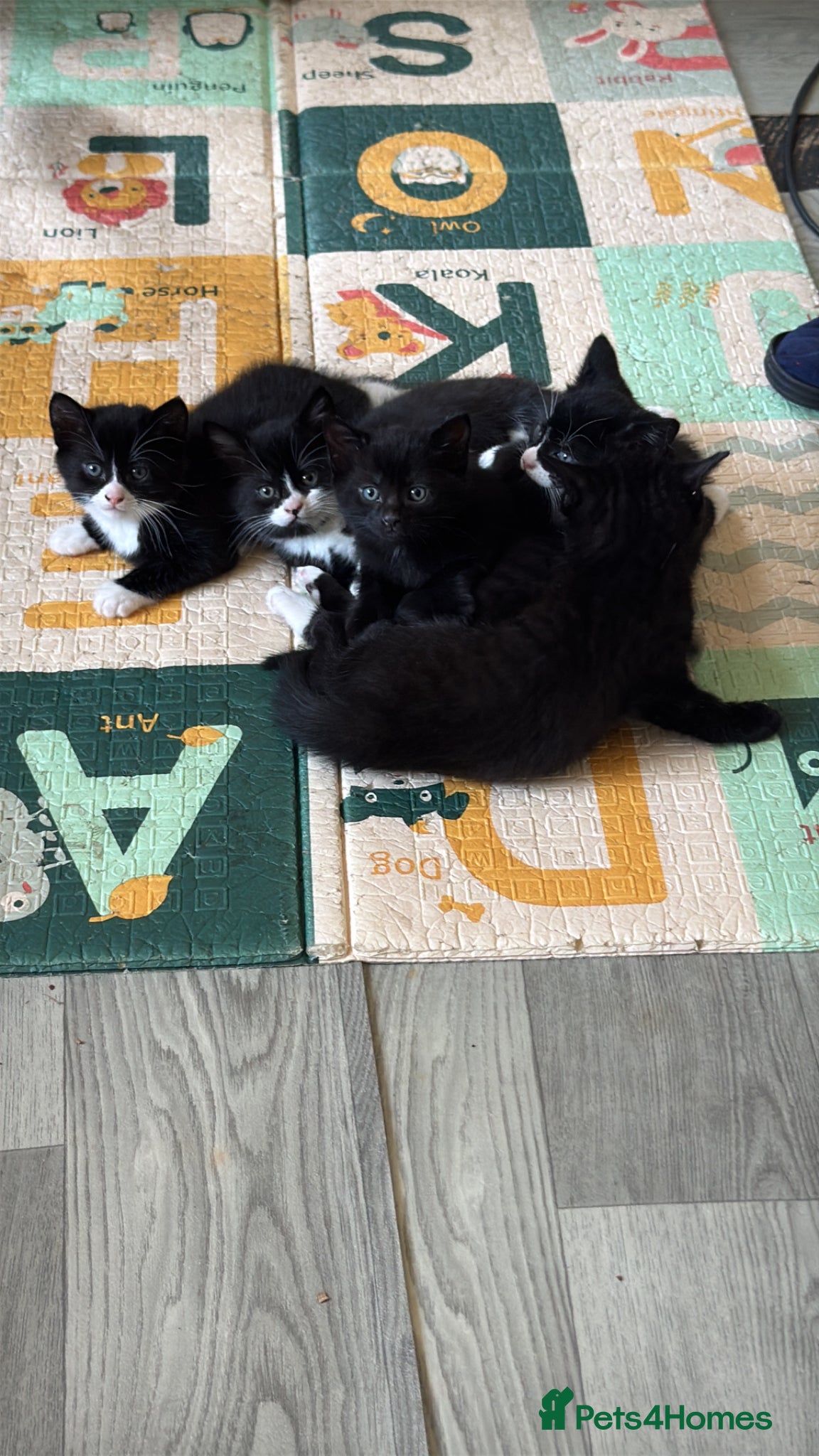 Mixed Breed cats Stunning mixed breed fluffy kittens - Advert 2