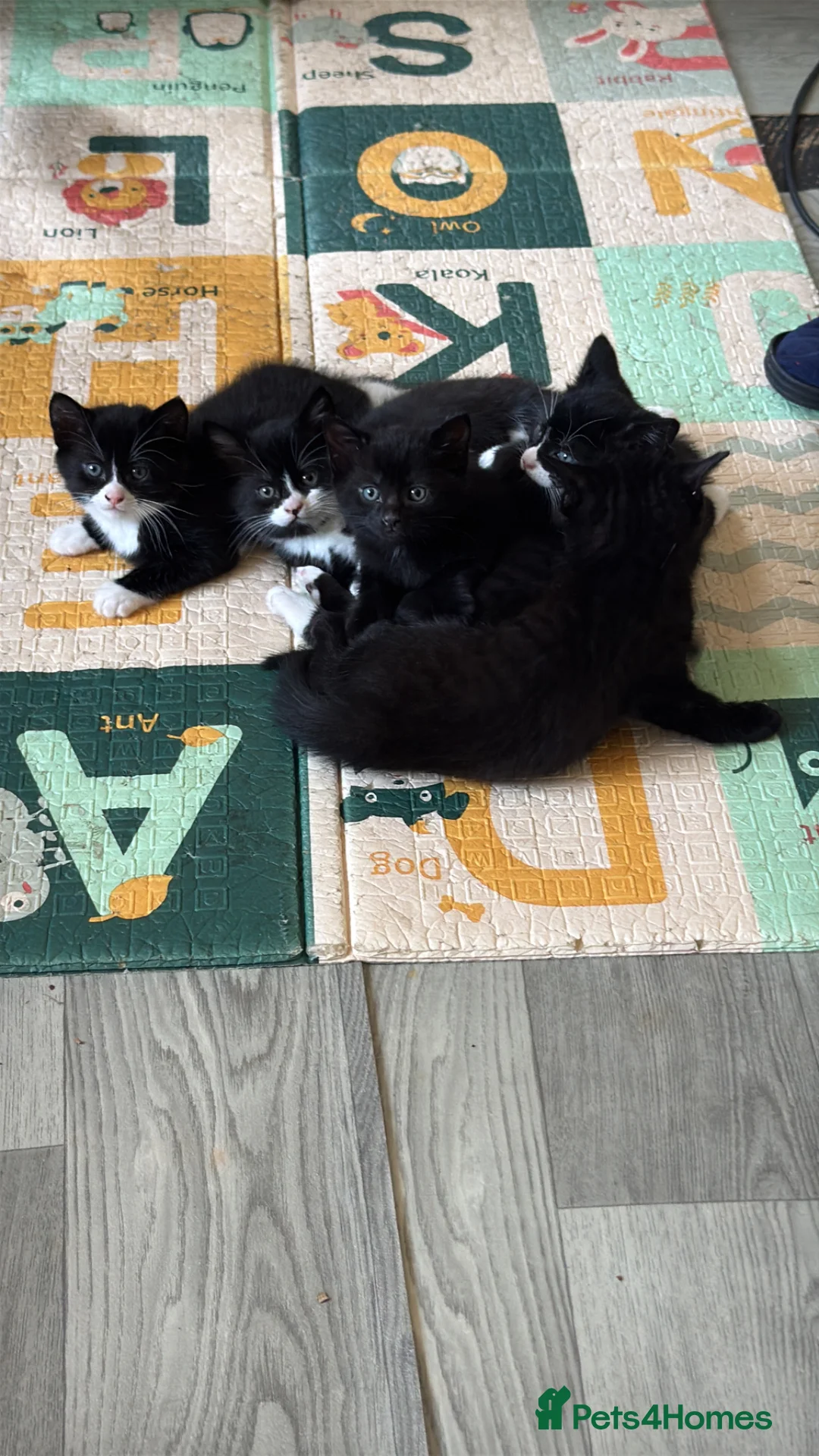 Mixed Breed cats for sale: Stunning mixed breed fluffy kittens - Advert 2
