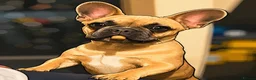 French Bulldog dogs for sale: Handsome frenchie looking for new home in Stevenage - Advert 2