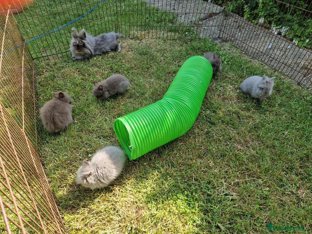 Lionhead rabbits for sale: Purebred Lionhead Baby Rabbits - Advert 3