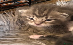British Longhair cats for sale: British blue cross ragdoll kittens - Image 8