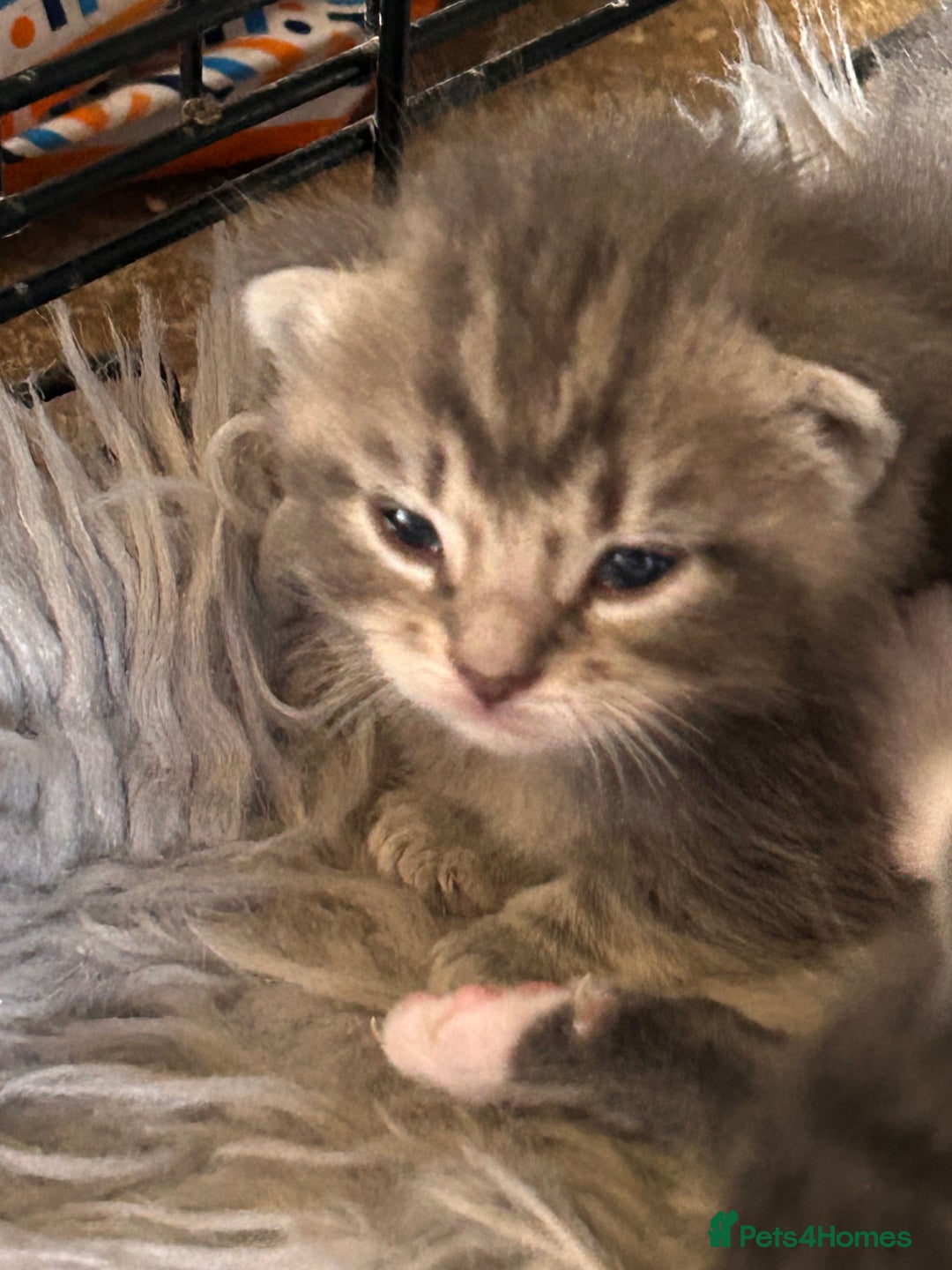 British Longhair cats for sale: British blue cross ragdoll kittens - Image 8