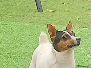 Jack Russell dogs - Advert 11