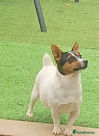 Jack Russell dogs - Advert 1