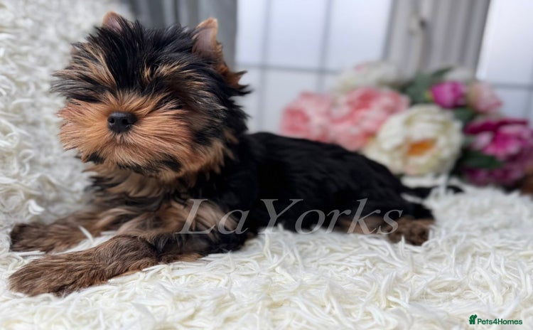 Yorkshire Terrier dogs - Advert 1