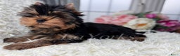 Yorkshire Terrier dogs for sale: Last two puppies ready to go💗🐾 - Advert 1