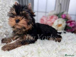 Yorkshire Terrier dogs - Advert 3