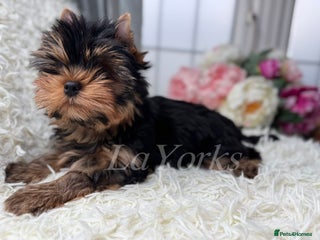 Yorkshire Terrier dogs - Advert 1