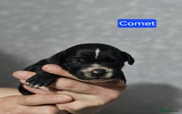 Mixed Breed dogs for sale: Cockapoo X puppies - Image 9