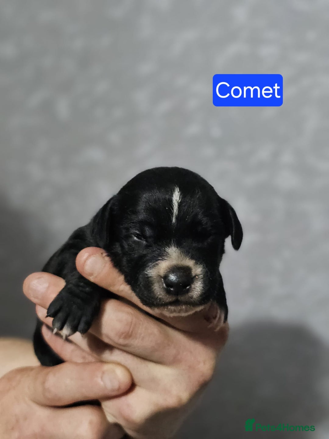 Mixed Breed dogs for sale: Cockapoo X puppies - Image 9
