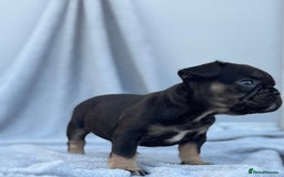 French Bulldog dogs for sale: A very very special girl - Image 5