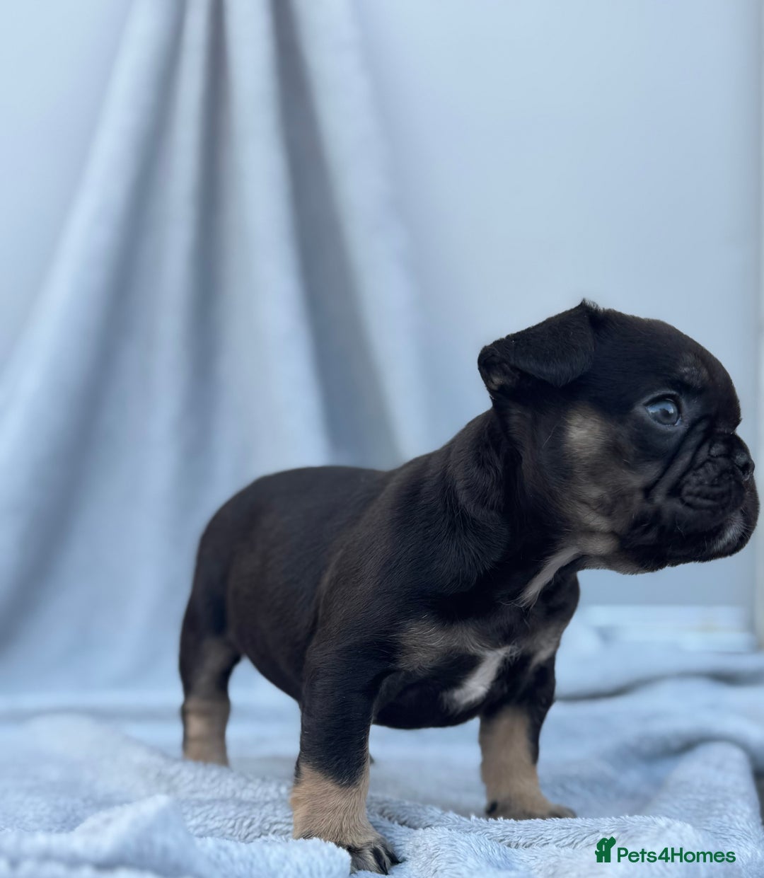 French Bulldog dogs for sale: A very very special girl - Image 5