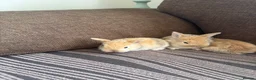 Mixed Breed rabbits for sale: 🐰✨ **Gorgeous Miniature Lionhead × Mini Lop ✨🐰 in Cardiff - Advert 3