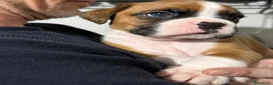 Boxer 2