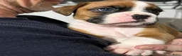 Boxer dogs for sale: Boxer puppys - Advert 6