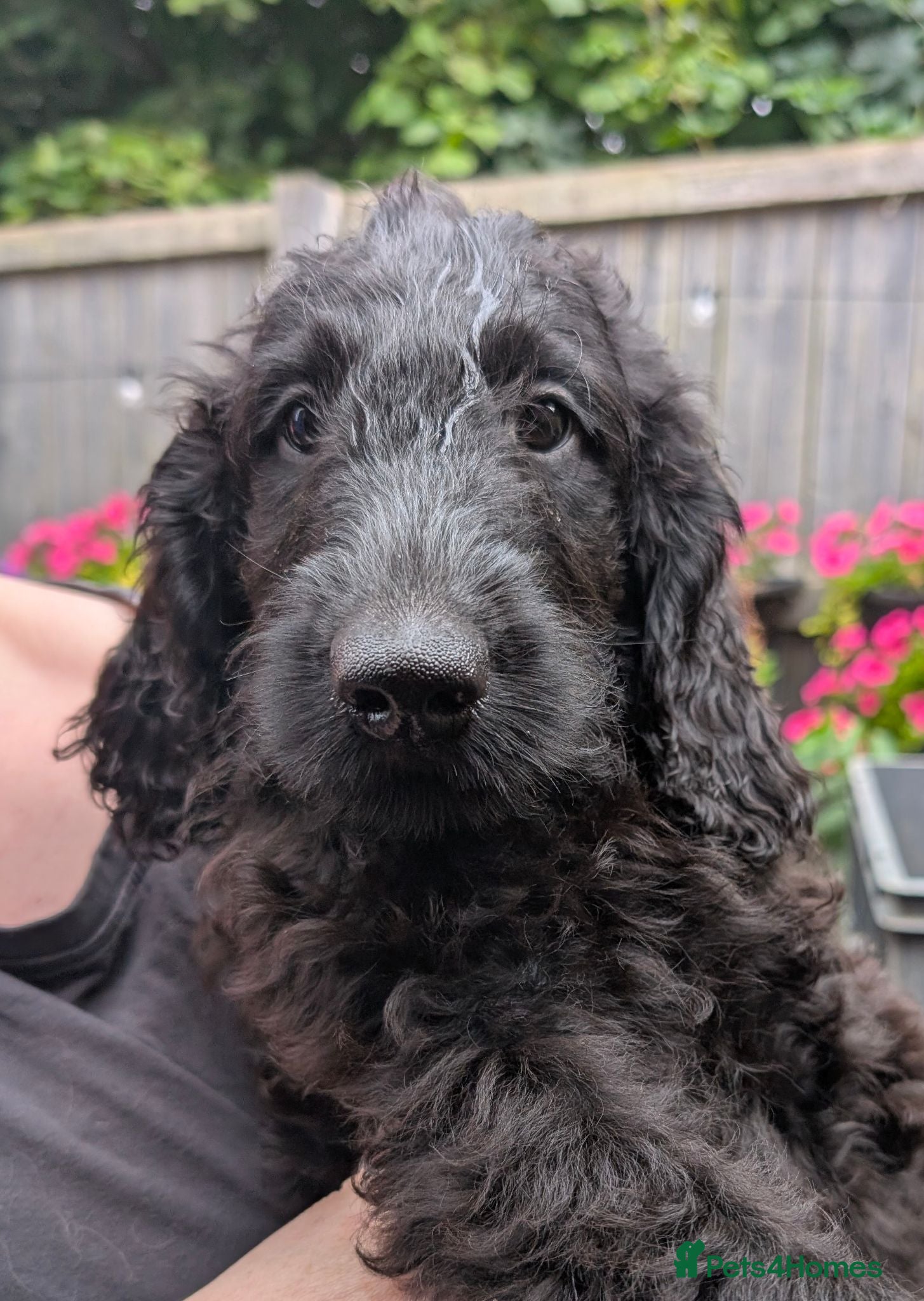 Labradoodle dogs Ready Now - Flat coat cross Labradoodles - Advert 1