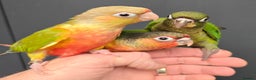 Conures birds for sale: Stunning Handreared Baby Conures!!! - Advert 2
