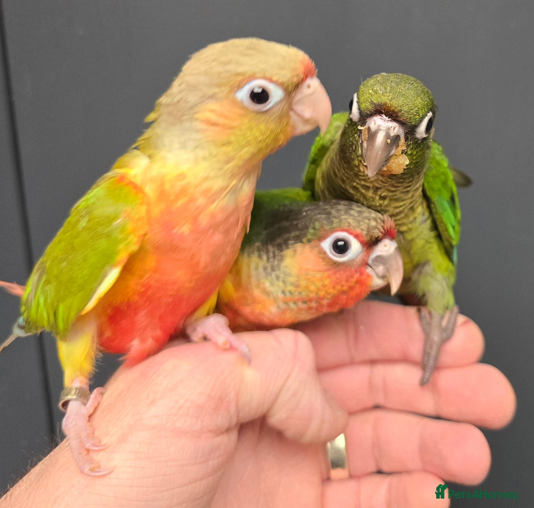 Conures birds for sale: Stunning Handreared Baby Conures!!! - Advert 2