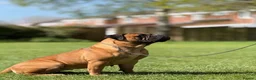Bullmastiff dogs for sale:  Bullmastiff puppies available for loving homes in Taunton - Advert 12