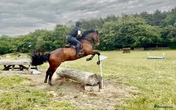 Irish Sports horses for sale: UNCOMPLICATED happy hacker / seasoned hunter  - Image 8