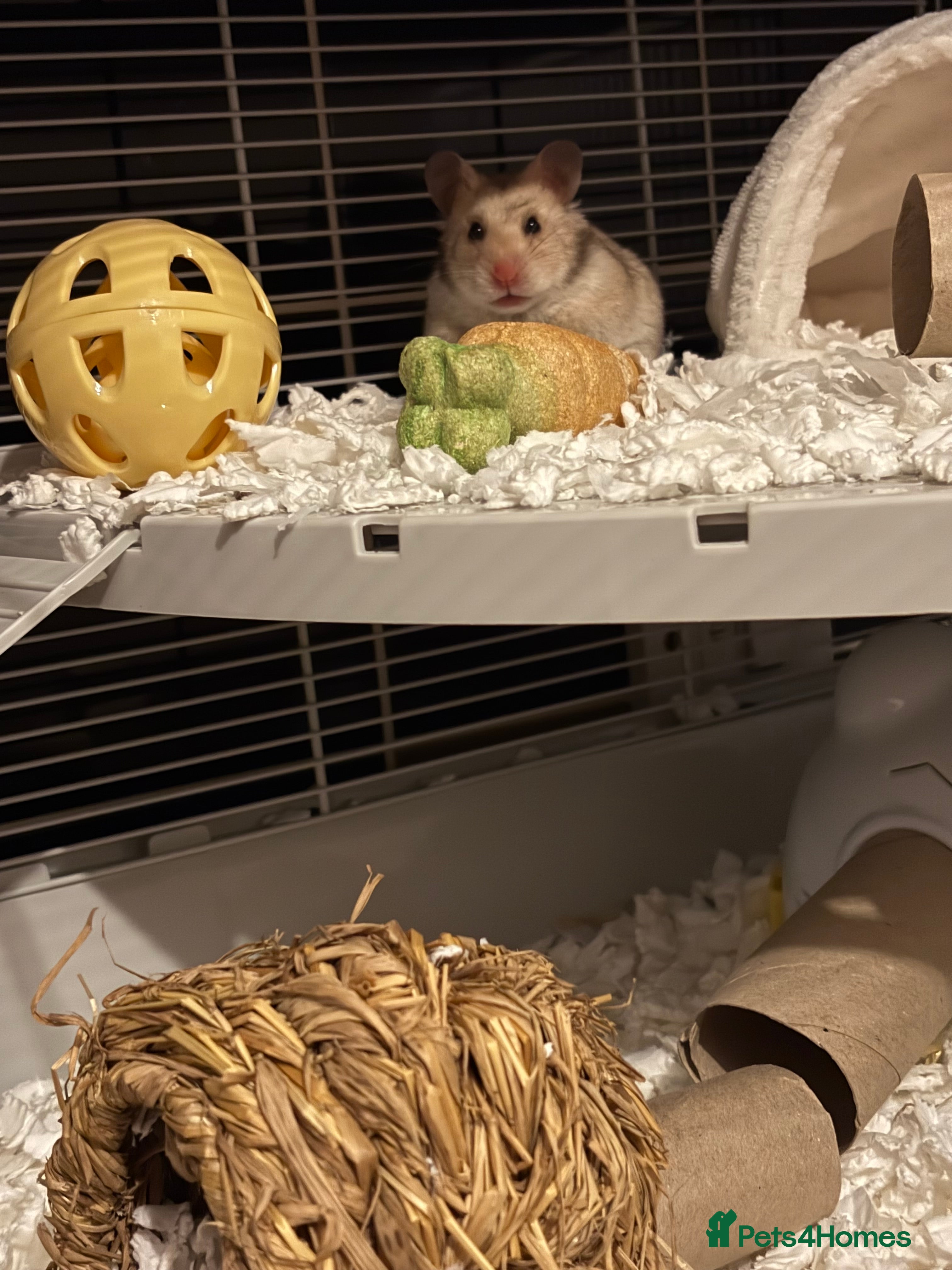 Hamster rodents Syrian hamster  - Advert 1