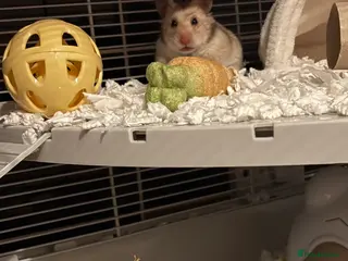 Hamster rodents Syrian hamster - Advert 1