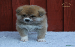 Japanese Akita Inu dogs for sale: ♥OUR PUPPIES ARRIVED♥ in Builth Wells - Image 15