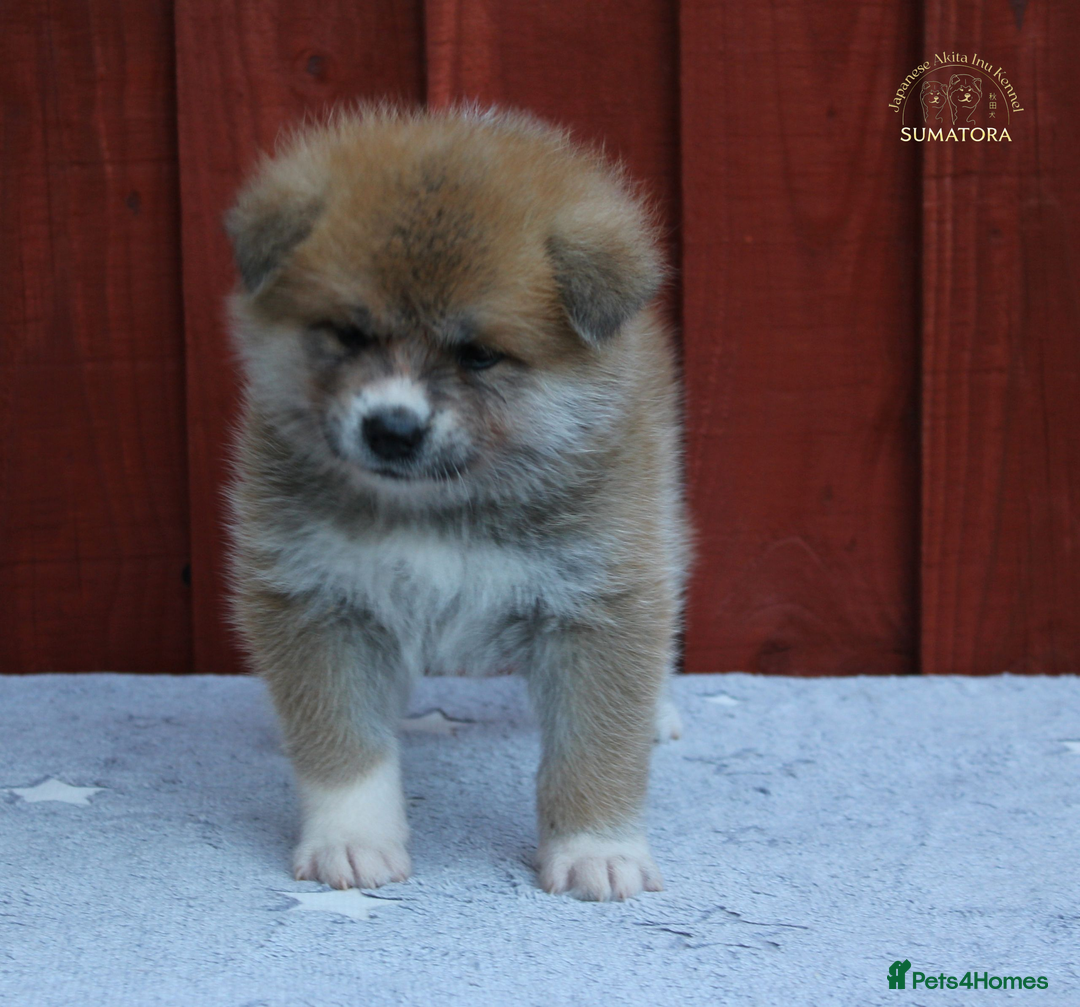 Japanese Akita Inu dogs for sale: ♥OUR PUPPIES ARRIVED♥ in Builth Wells - Image 15