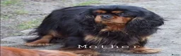 Cavalier King Charles Spaniel dogs for stud: Health Tested K.C Registered Stud - Advert 4