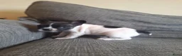 French Bulldog dogs for sale: French bulldogs  - Advert 14