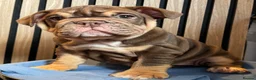 English Bulldog dogs for sale: English Bulldog Female  - Advert 5