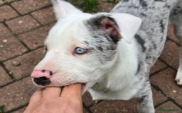 Mixed Breed dogs for sale: Frenchie x Labrador Puppies 17 weeks ready to go - Image 10