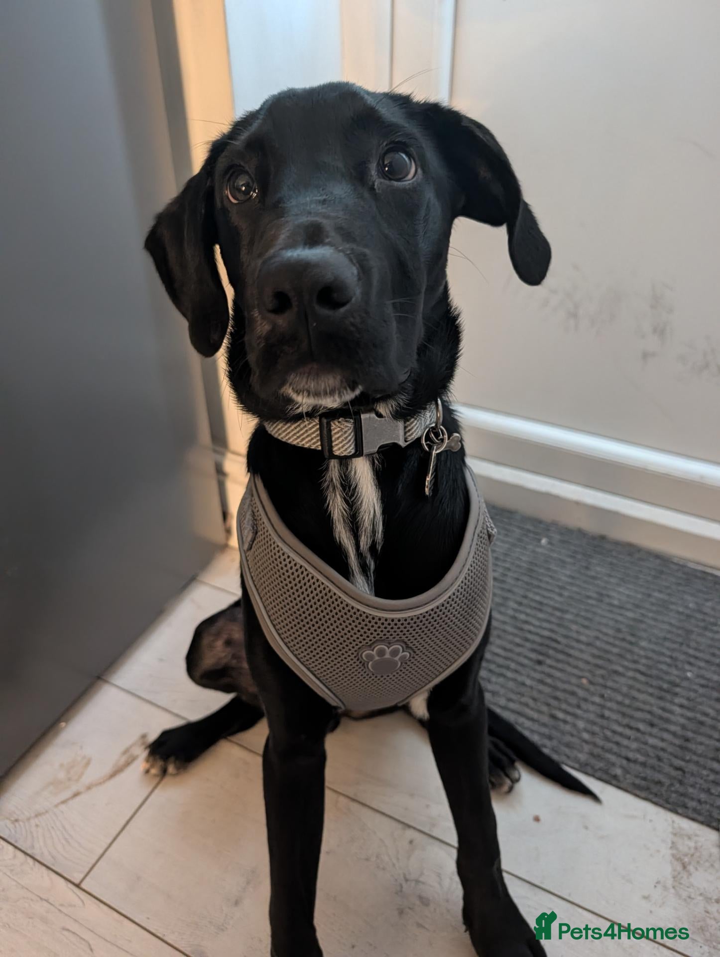 Mixed Breed dogs Beautiful Labrador/Dalmatian boy - Advert 5