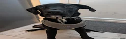 Mixed Breed dogs for sale: Beautiful Labrador/Dalmatian boy in Hull - Advert 1