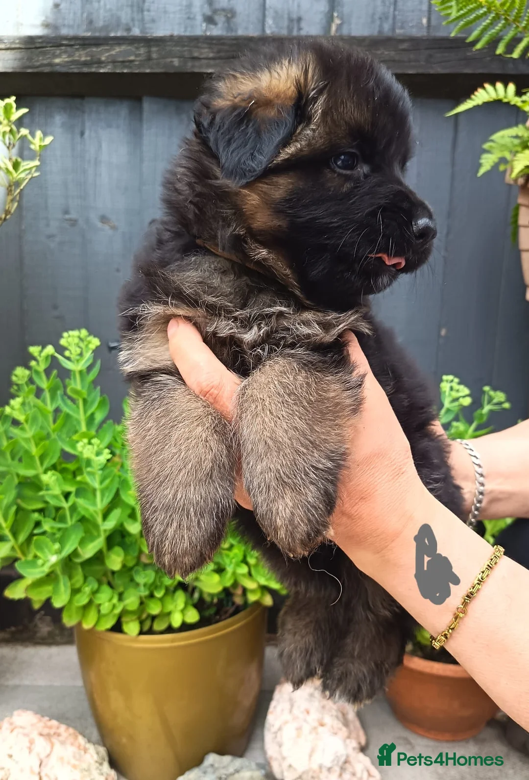 German Shepherd dogs for sale: PUPPIES FOR SALE in Tipton - Advert 1