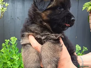 German Shepherd dogs PUPPIES FOR SALE - Advert 1