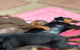 Dobermann dogs for sale: Doberman Puppies For Sale  - Image 20