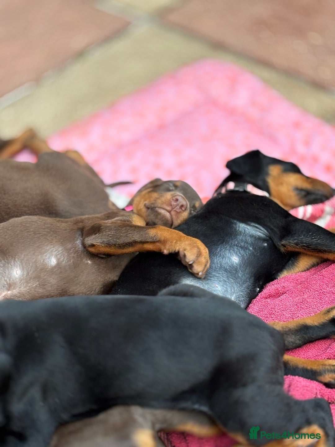 Dobermann dogs for sale: Doberman Puppies For Sale  - Image 20