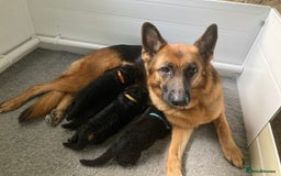 German Shepherd dogs for sale: KC Registered Pedigree German Shepherd Puppies - Image 4