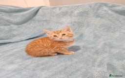Mixed Breed cats for sale: BEAUTIFUL KITTENS VIDEOS - Image 6