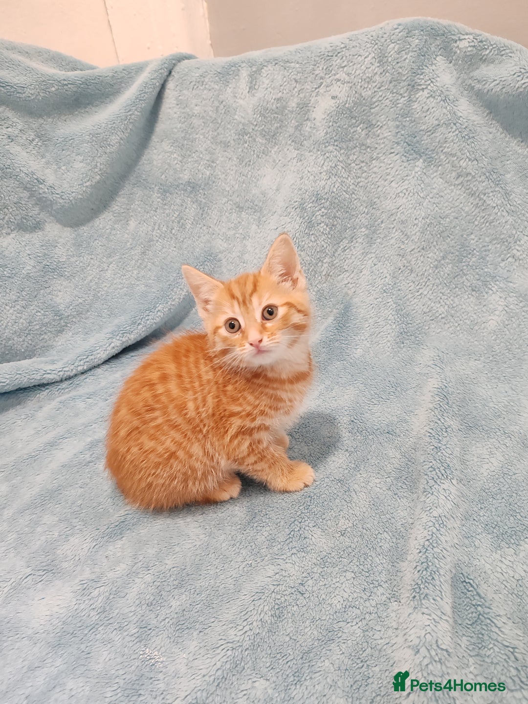 Mixed Breed cats for sale: BEAUTIFUL KITTENS VIDEOS - Image 6