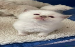 Ragdoll cats for sale: Beautiful Ragdoll kittens - Image 6