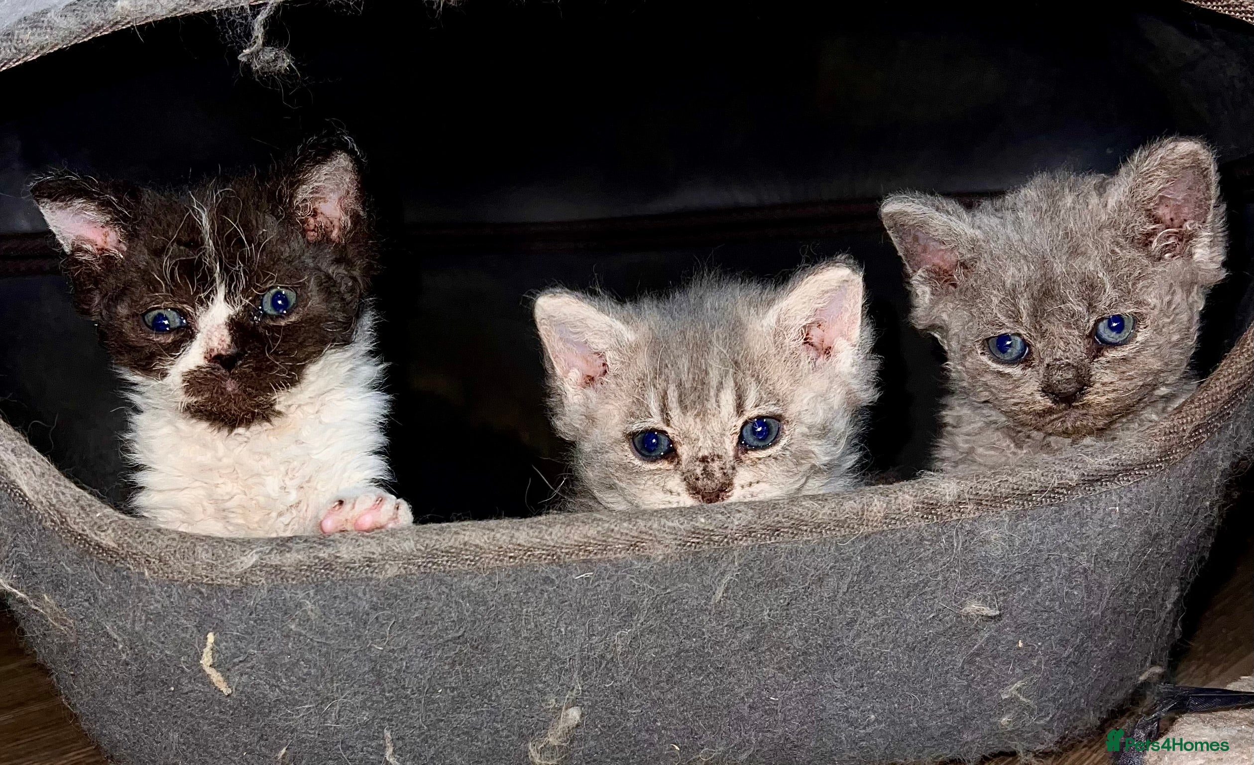 Selkirk Rex cats Stunning Selkirk Rex kittens - Advert 12