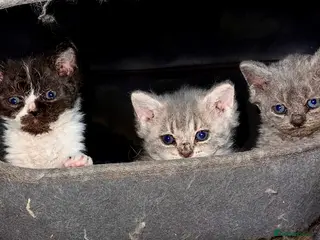Selkirk Rex cats Stunning Selkirk Rex kittens - Advert 12