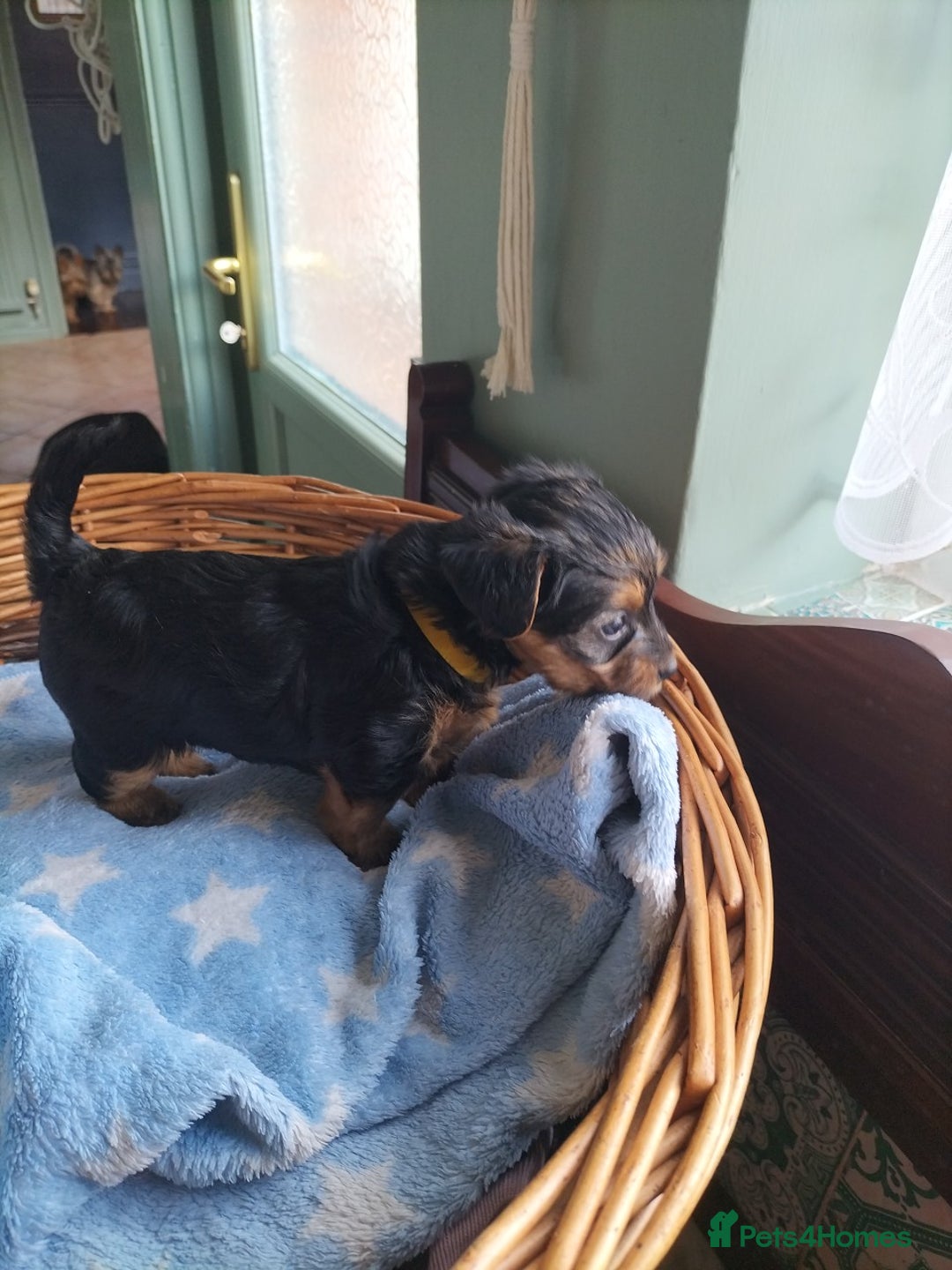 Yorkshire Terrier dogs for sale: Yorkshire terrier pups for sale - Image 6
