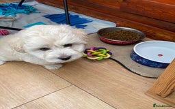 Maltipoo dogs for sale: Adorable F1 Havapoo Puppies | 2 BOYS 1 GIRL - Image 1