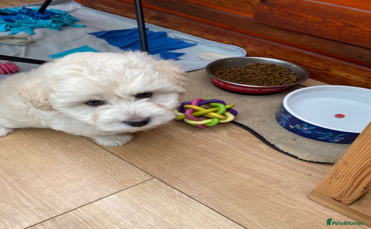 Maltipoo dogs - Advert 2