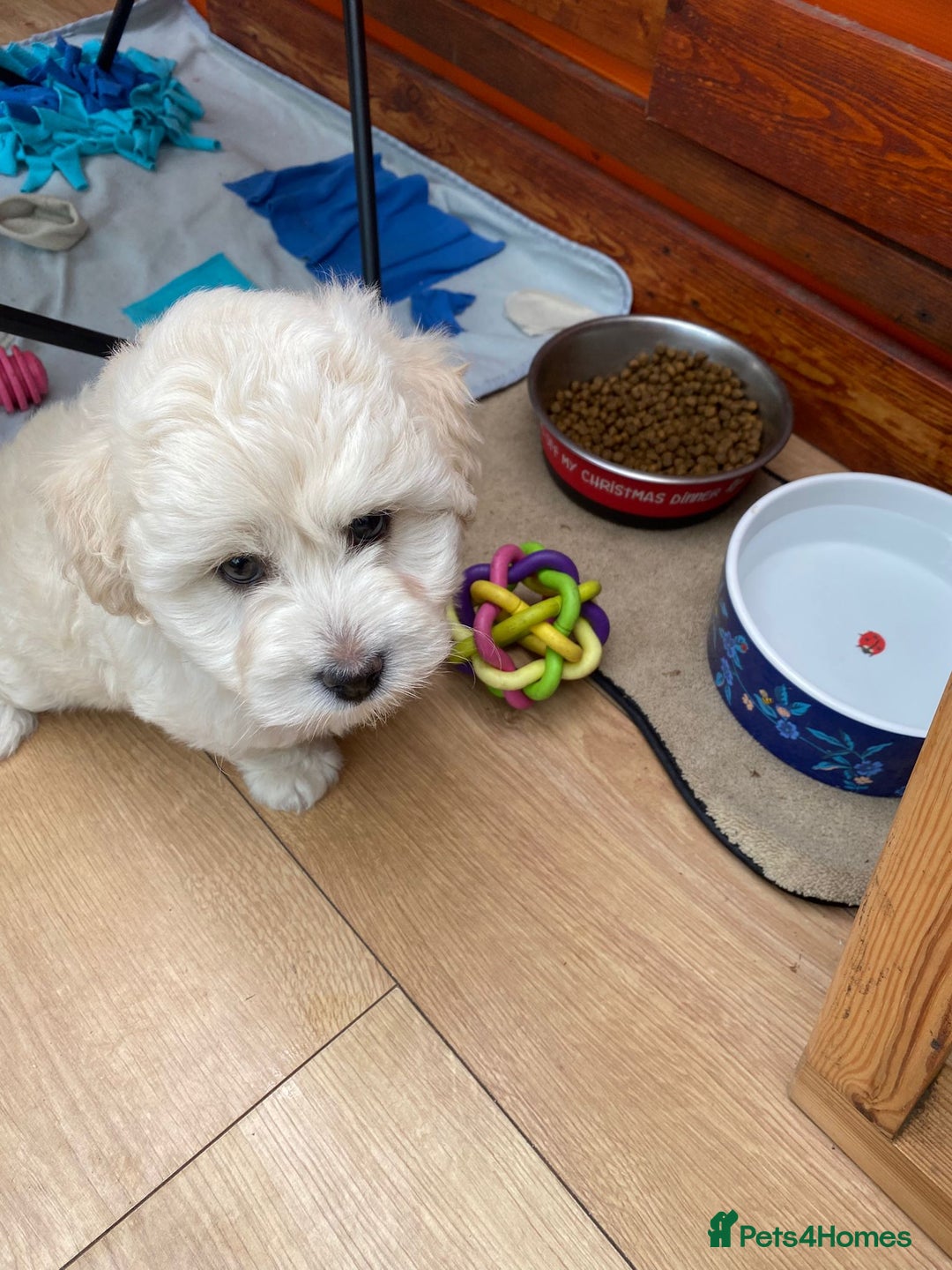 Maltipoo dogs for sale: Adorable F1 Havapoo Puppies | 2 BOYS 1 GIRL - Image 1