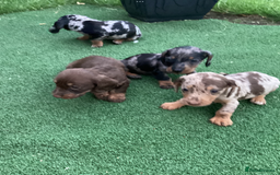Dachshund dogs for sale: Dachshund puppies - Image 4